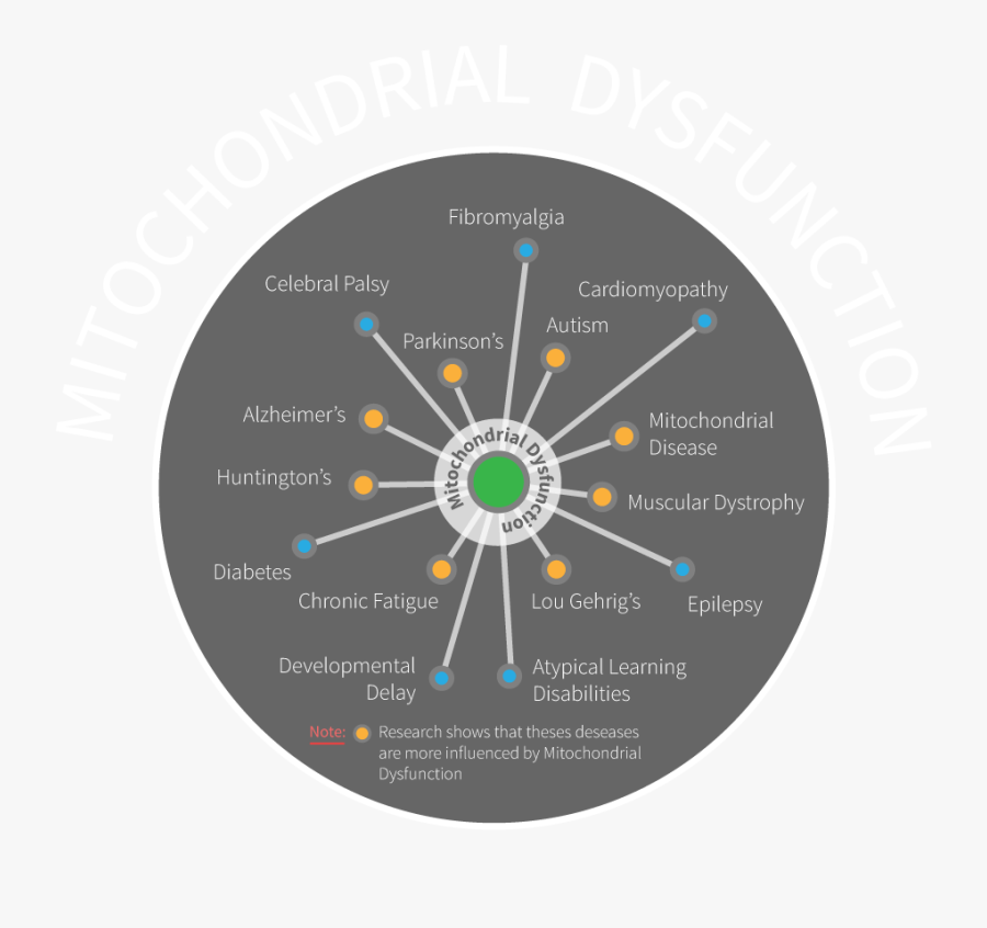 Image - Circle, Transparent Clipart