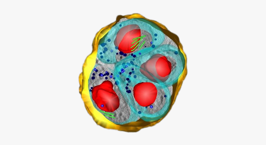 Toxoplasma Gondii parasites Within A Human Fibroblast, Transparent Clipart