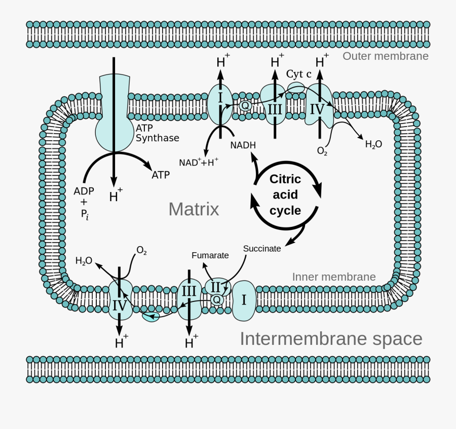 Electron Transport Chain In Mitochondria, Transparent Clipart