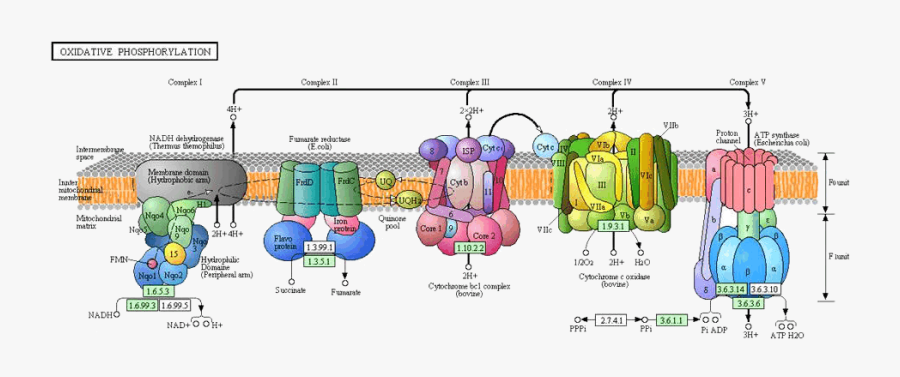 Cytochrome C Oxidase Subunit , Free Transparent Clipart ClipartKey