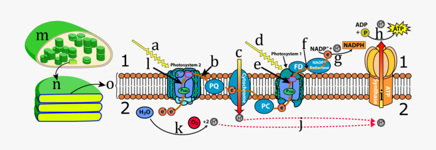 Light Reaction Thylakoid Membrane, Transparent Clipart