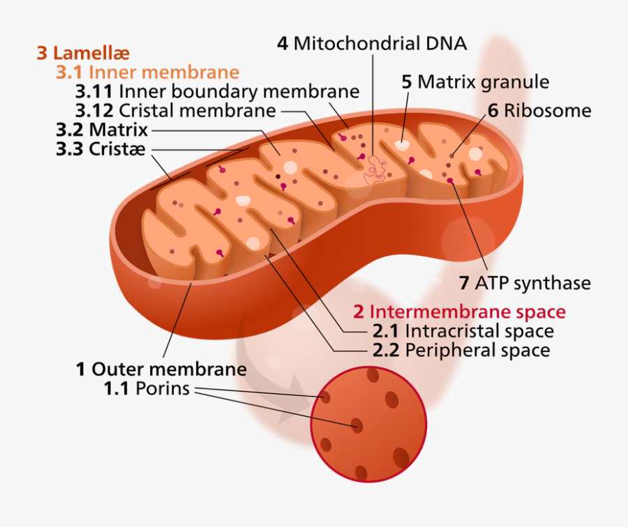 Does Mitochondria Look Like, Transparent Clipart