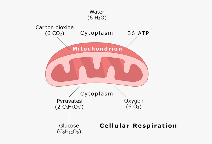 Mitochondrion Undergoing Cellular Respiration Animation, Transparent Clipart