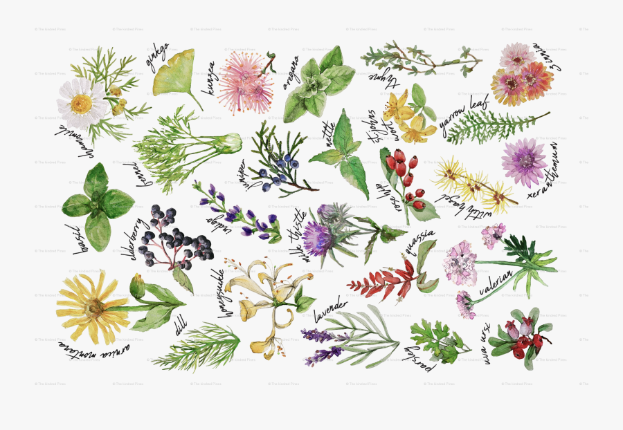 Herb, Transparent Clipart