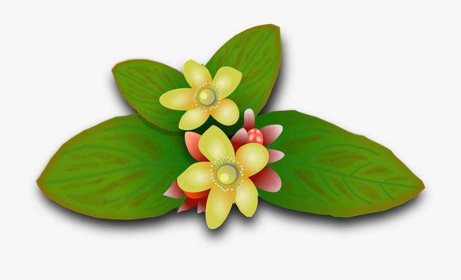 St John"s Wort, Plants, Flowers, Floral, Flowery, Herbs - Perforate St John's-wort, Transparent Clipart