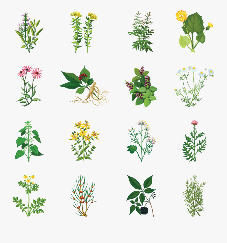 Medical Herbs With Names, Transparent Clipart