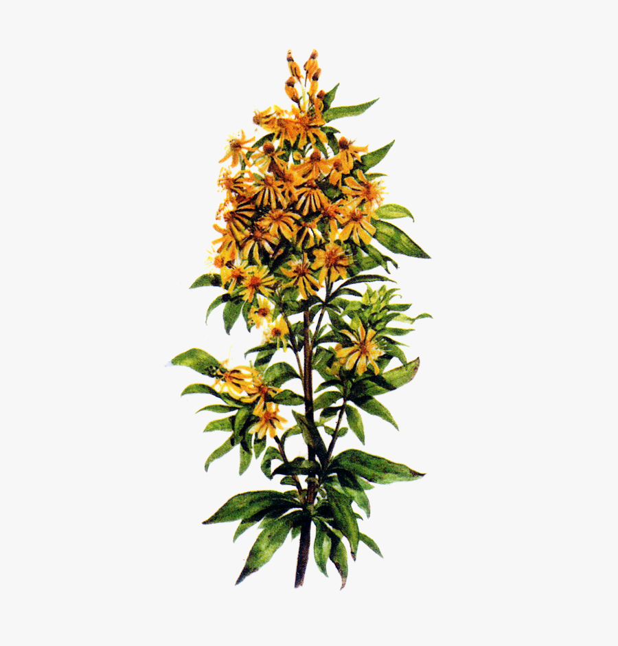Solidago Virga Aurea Altınbaşak, Transparent Clipart