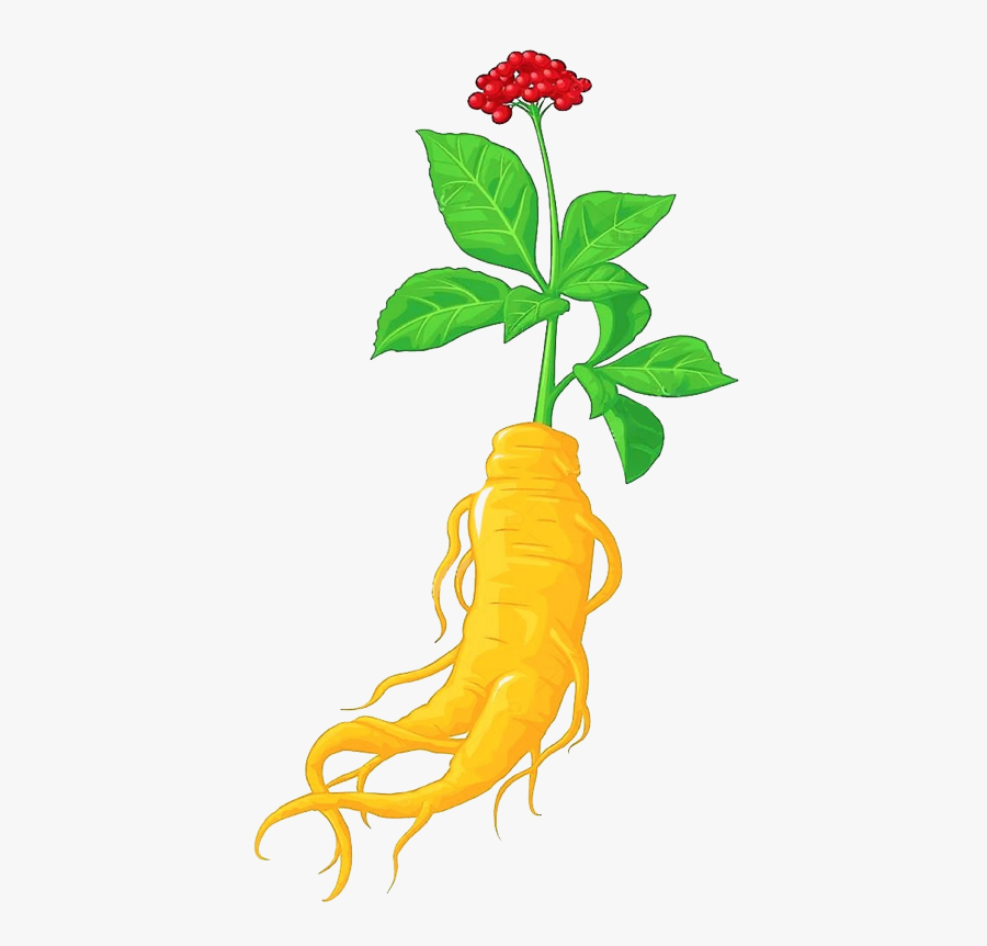 Slider-back - Planta De Ginseng Para Colorear, Transparent Clipart