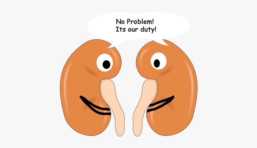 Excretion Of Vitamin C By Kidneys - Cartoon, Transparent Clipart