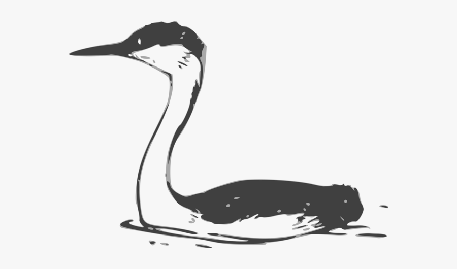Western Drawing Clipart - Drawing A Western Grebe, Transparent Clipart