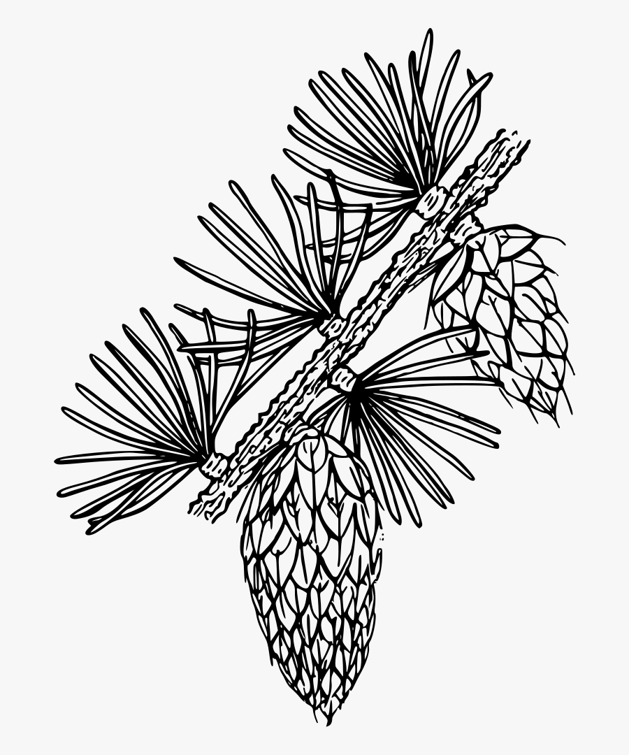 Western Larch - Art, Transparent Clipart
