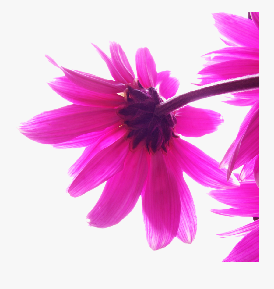 Clip Art Best Backgrounds On Hipwallpaper - Abstract Background Pink Png, Transparent Clipart