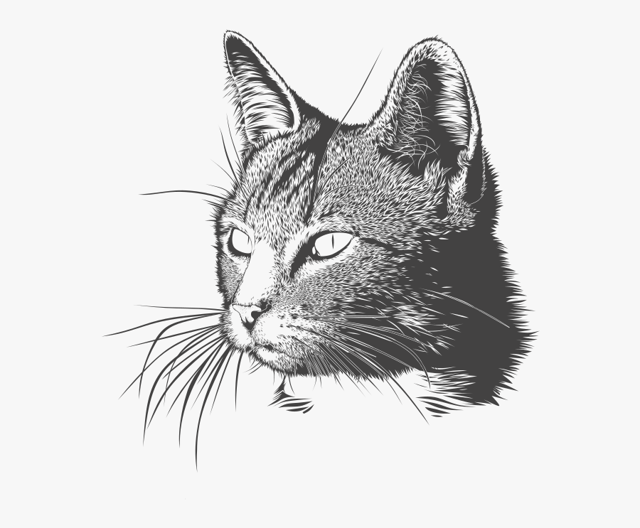A Cat"s Head - Cat Drawing Png Transparent, Transparent Clipart