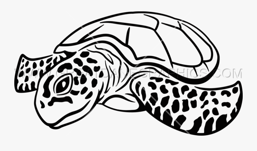 Drawn Sea Turtle Artwork - Line Sea Turtle Drawing, Transparent Clipart
