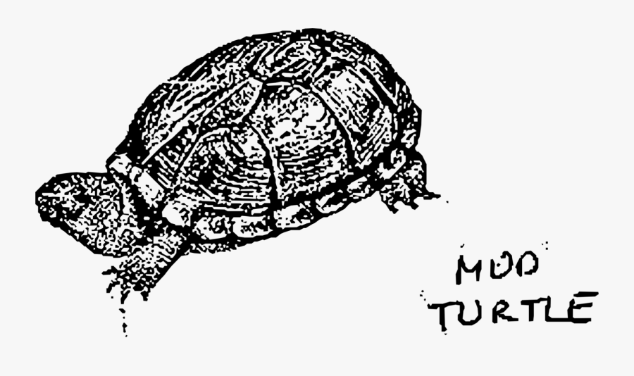 Turtle,reptile,art - Zołw Blotny Do Kolorowania, Transparent Clipart