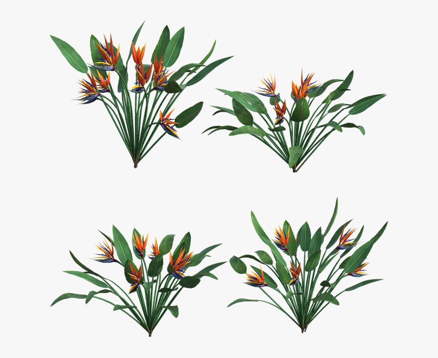 Flowers, Tropical, Leaves, Leaf, Plants, Nature - Hojas Y Flores Tropicales Png, Transparent Clipart