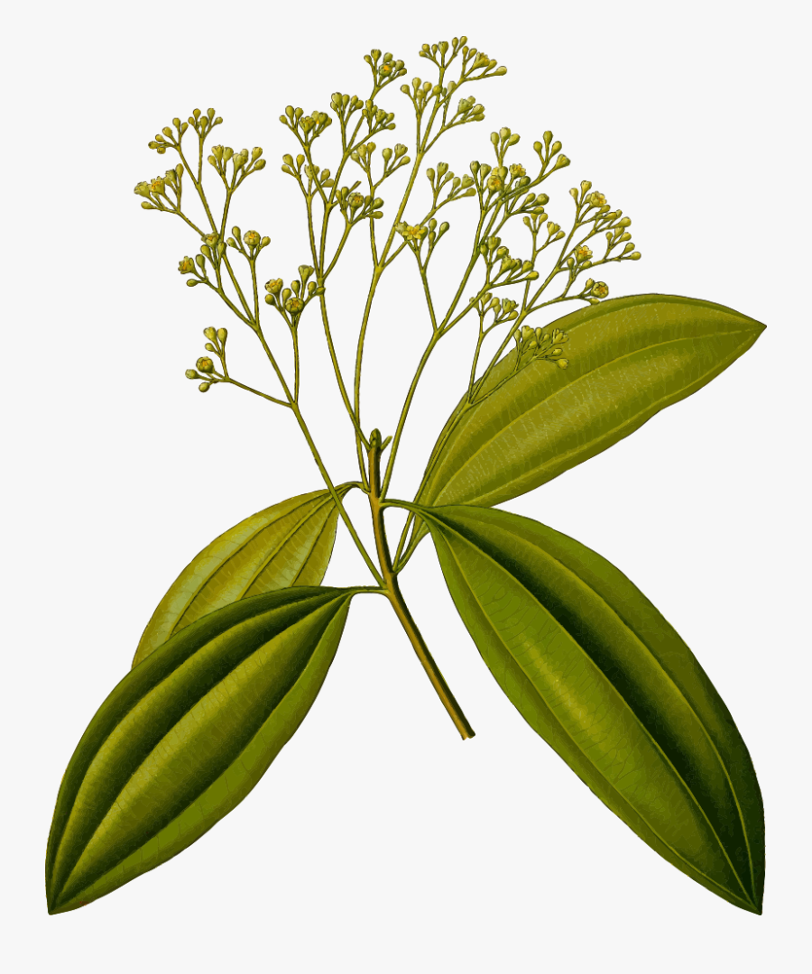 Chinese Cinnamon - Cinnamomum Cassia, Transparent Clipart