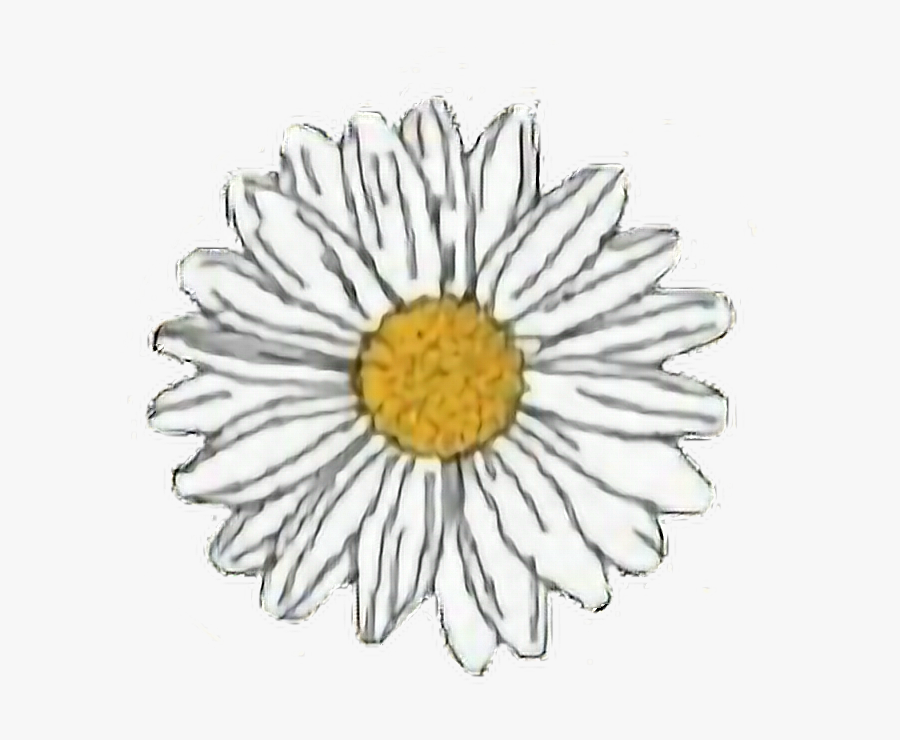 Transparent White Daisy Clipart - Hydro Flask Stickers Daisy, Transparent Clipart