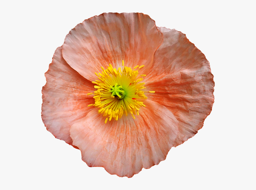 Corn Poppy, Transparent Clipart