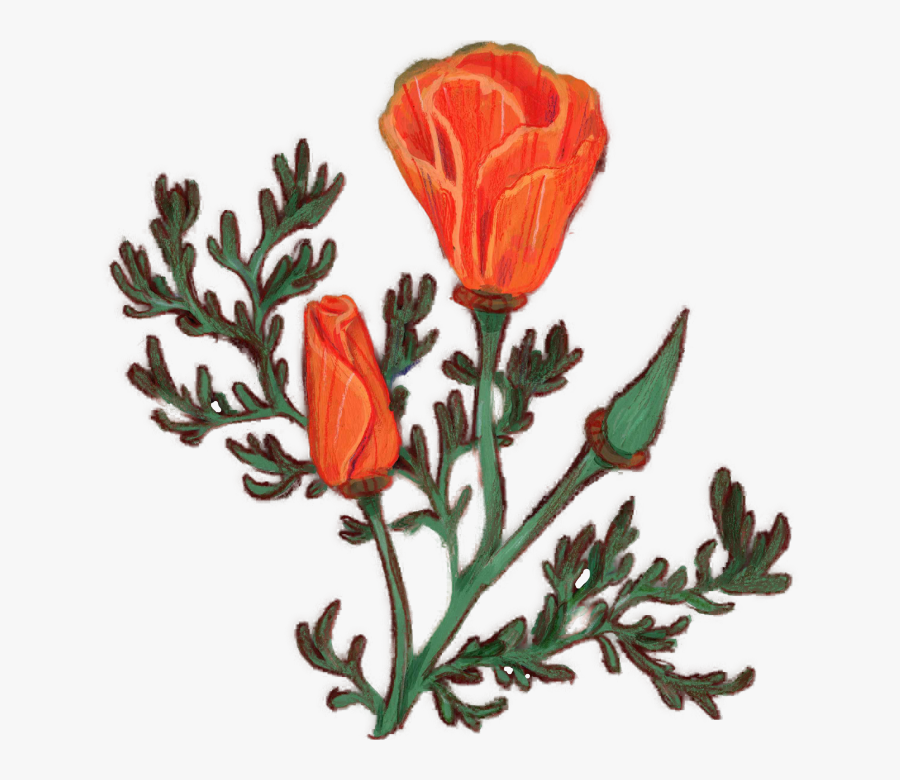 Poppy2 - Corn Poppy, Transparent Clipart