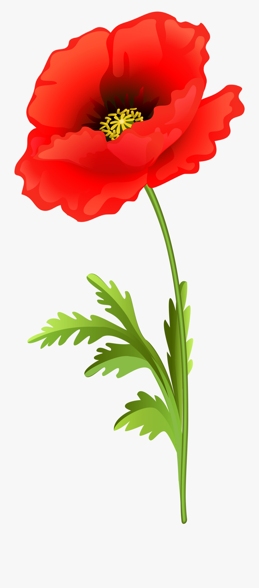 Flowers Clip Art Poppy - Poppy Flower Transparent Background, Transparent Clipart