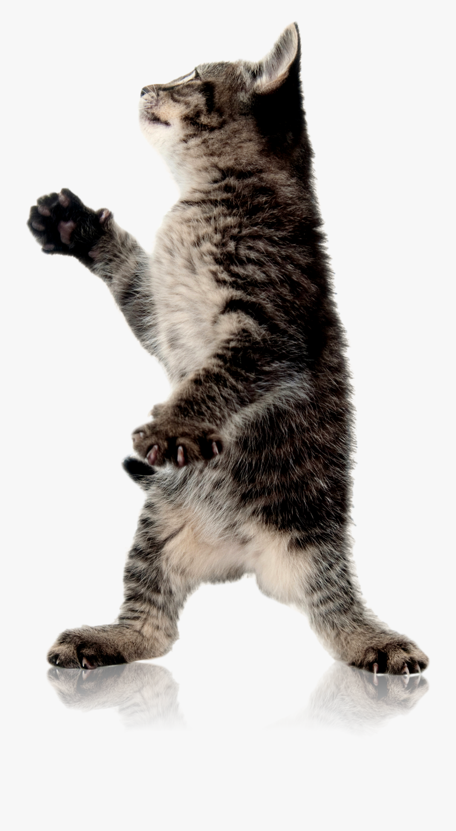 Cat Standing Up Transparent Background - Cat With Paw Up Transparent Background, Transparent Clipart