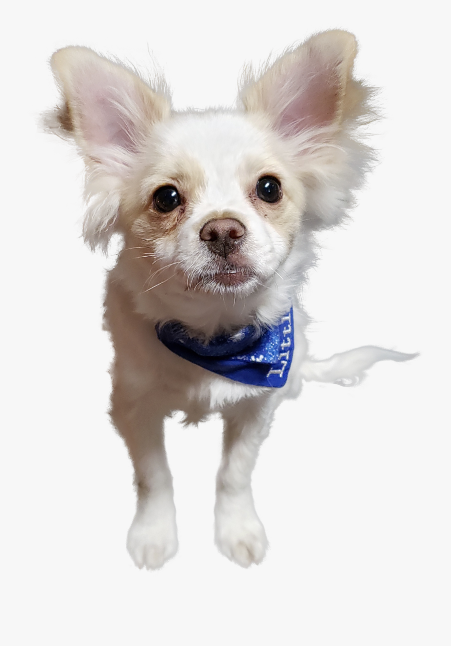 Chihuahua, Transparent Clipart