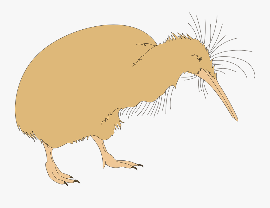 Bird, Kiwi, Beak, Claws, Fuzzy, Fuzz - Kiwi, Transparent Clipart
