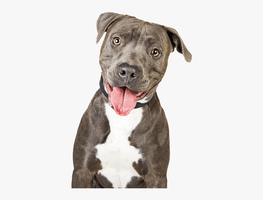 Grooming Mckee"s Pet Place - Pit Bull White Background, Transparent Clipart