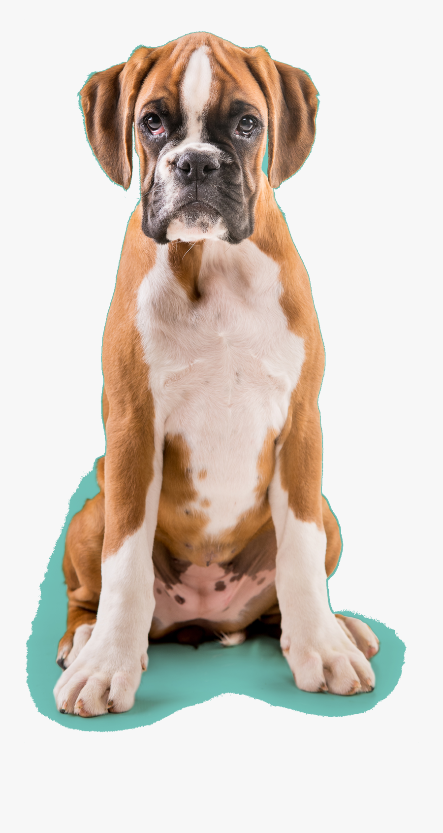 Cachorro Boxer Filhote, Transparent Clipart