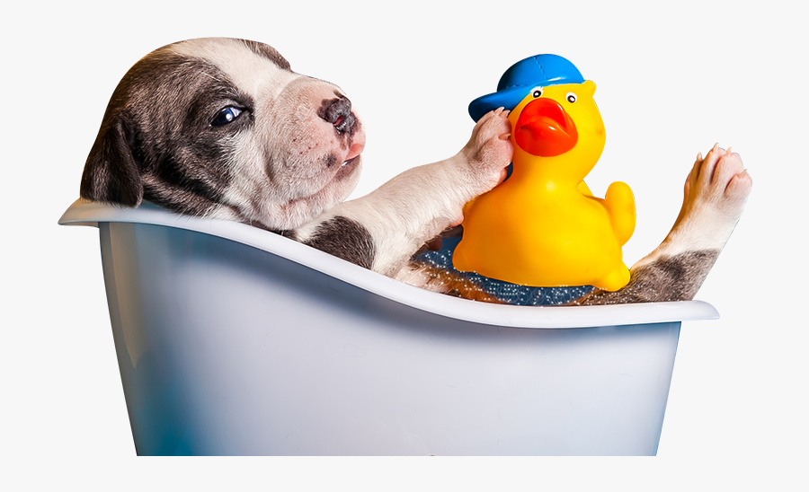 Clip Art Bruno S Bath House - Dog Bath Png, Transparent Clipart