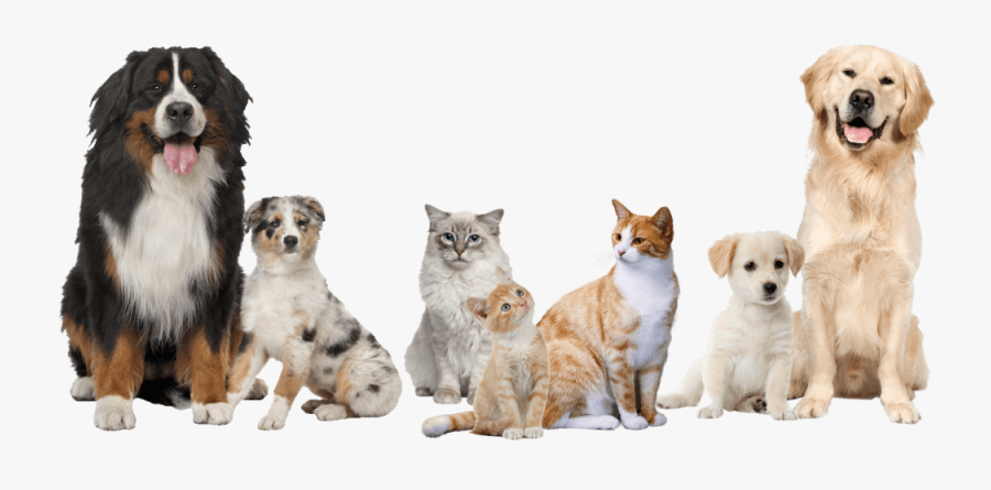 Pet Boarding - Pets Dogs And Cats, Transparent Clipart