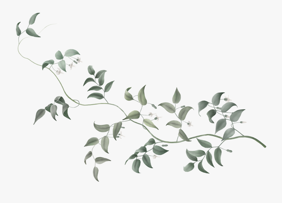 Dumbo Vine Flower Plant Stem Tree - Transparent Background Watercolor Vine, Transparent Clipart