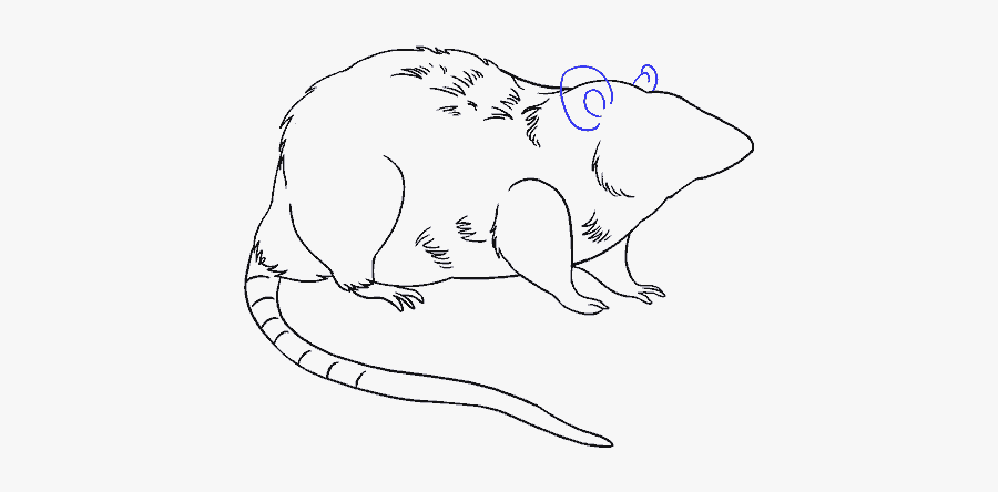 How To Draw A - Drawing Photos Download Rat, Transparent Clipart
