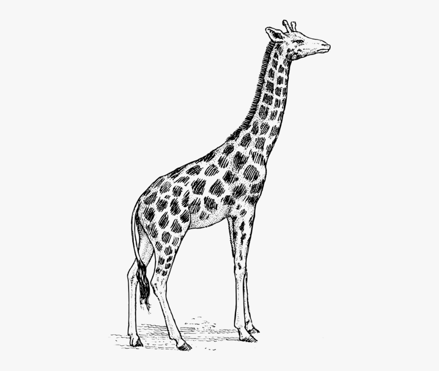 Giraffe - Giraffe Black And White, Transparent Clipart
