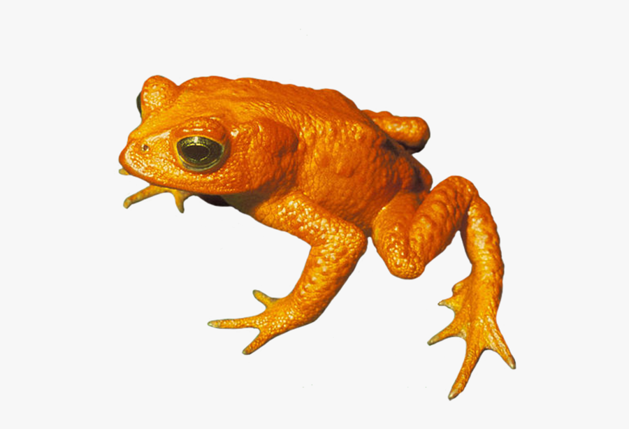Golden Toad Png, Toad Clip Art Png - Golden Toad Transparent Background, Transparent Clipart