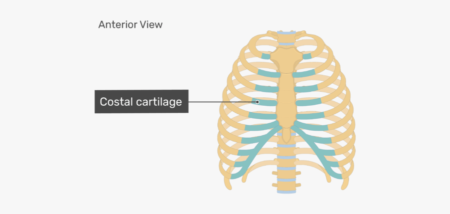 Rib Cage Sternum Anatomy Costal Cartilage - Costal Cartilage, Transparent Clipart