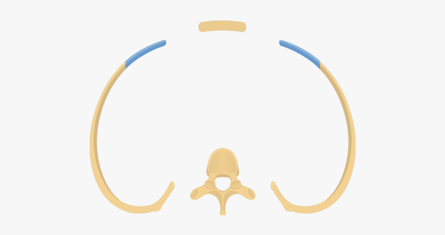 A Thoracic Vertebra Articulating With A Pair Or Ribs - Circle, Transparent Clipart