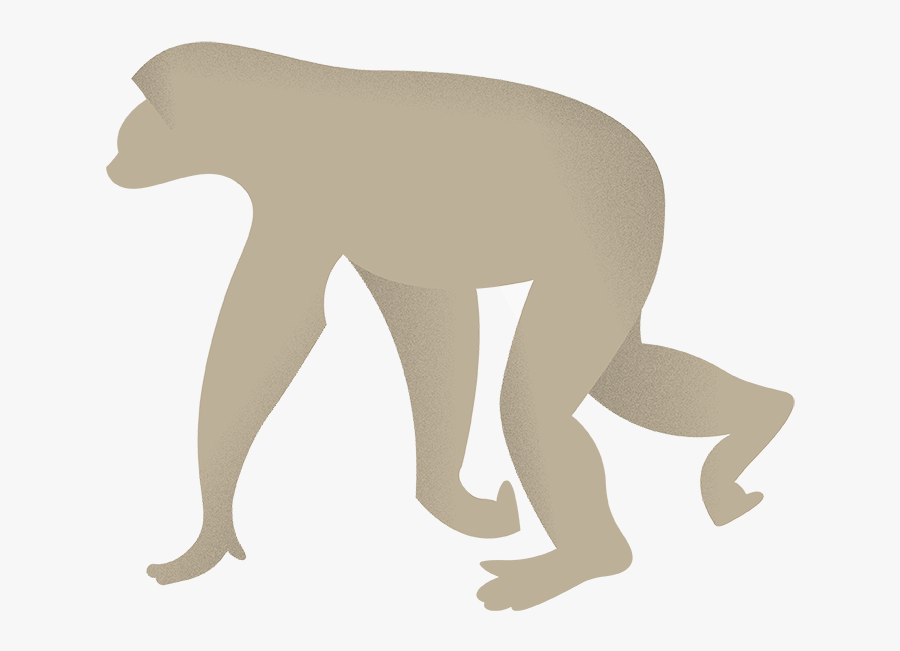 Baboon, Transparent Clipart
