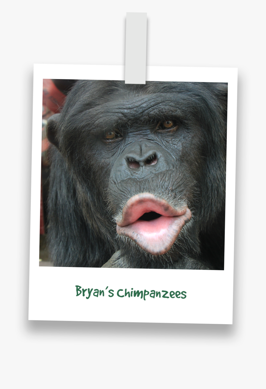 Common Chimpanzee, Transparent Clipart