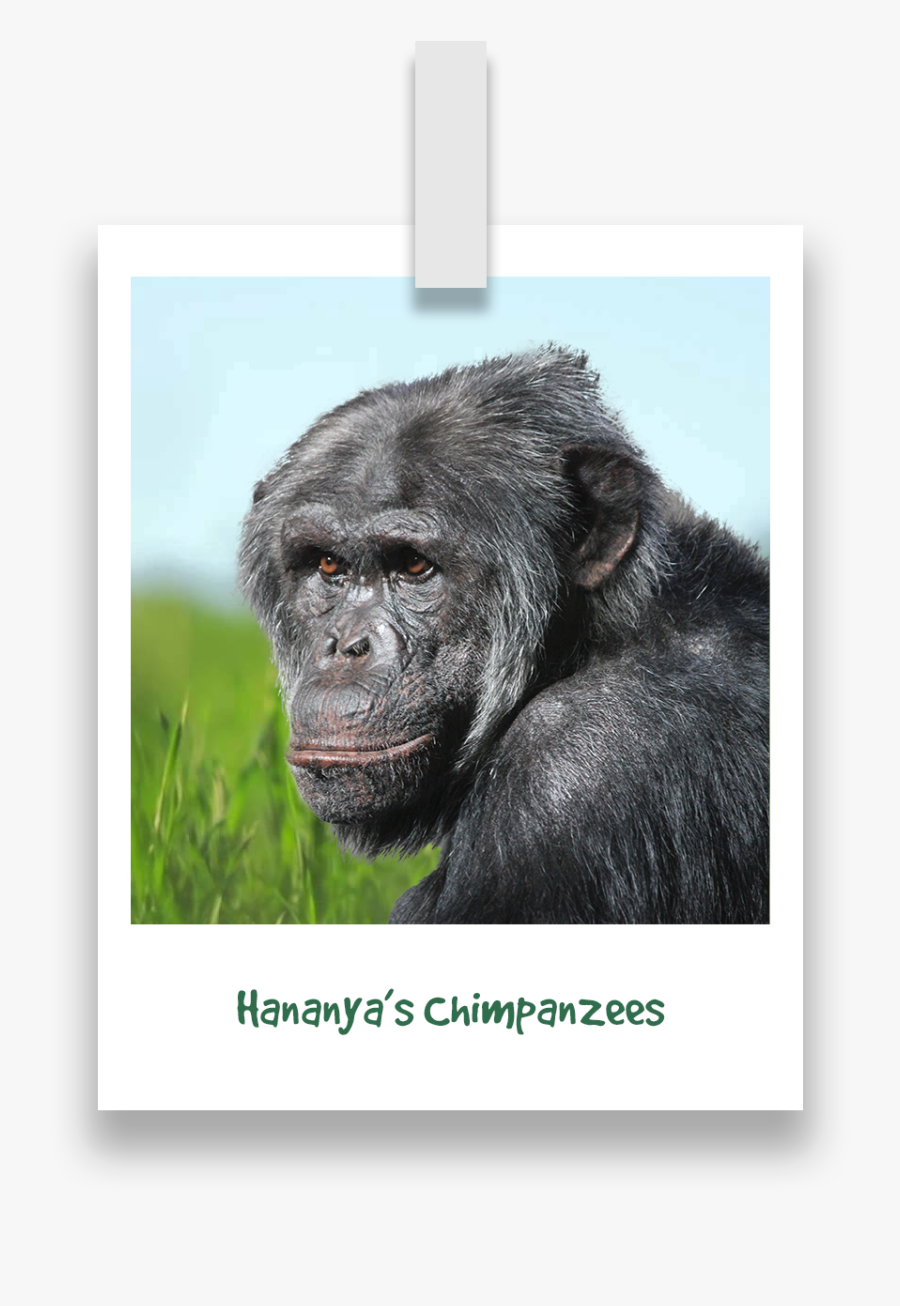 Hananyas-chimpanzees - Mountain Gorilla, Transparent Clipart