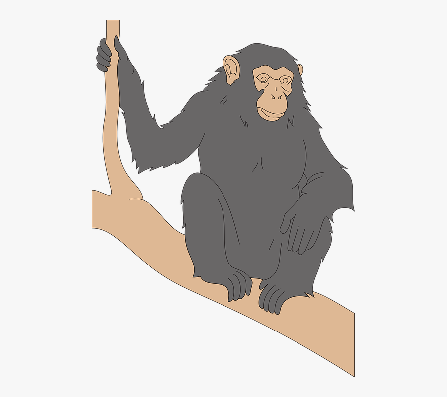 Chimp, Black, Branch, Looking, Watching, Chimpanzee - Pan, Transparent Clipart