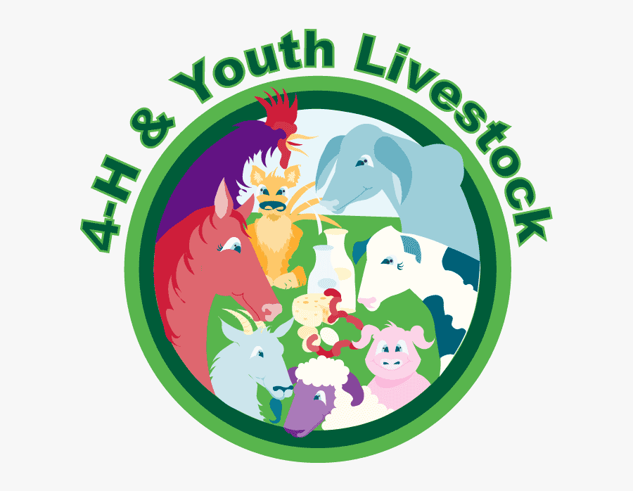 4 H Youth Livestock Program Updates Clover Gazette - 4 H Livestock, Transparent Clipart