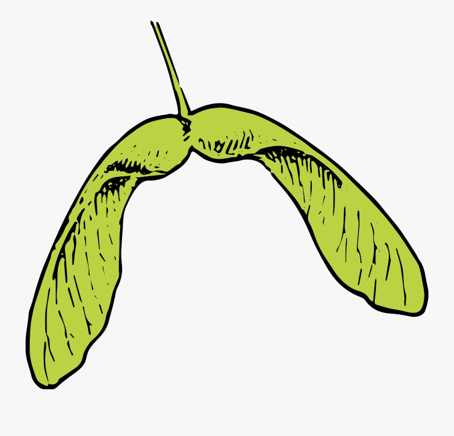 Maple Leaf And Seed - Maple Seed Clip Art, Transparent Clipart