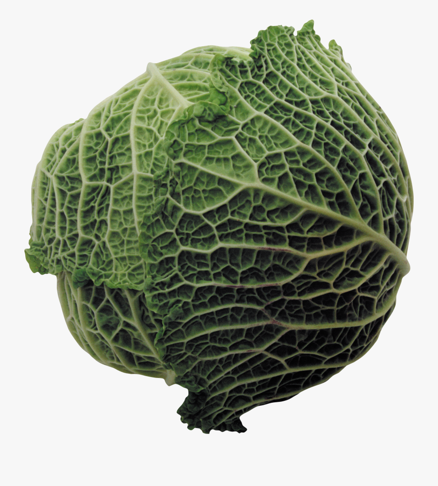 Free Download Of Cabbage Png Icon - Cabbage, Transparent Clipart