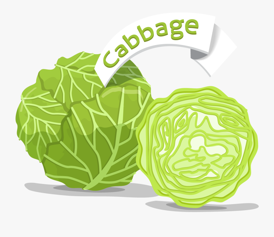 Cabbage, Transparent Clipart