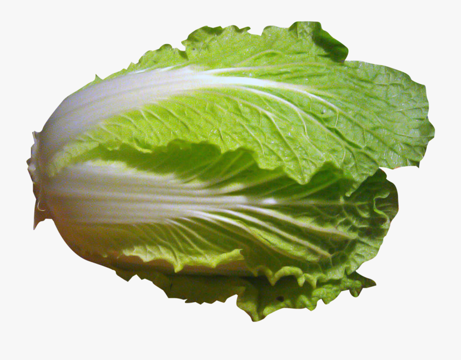 Cabbage Plant Png - Napa Cabbage, Transparent Clipart