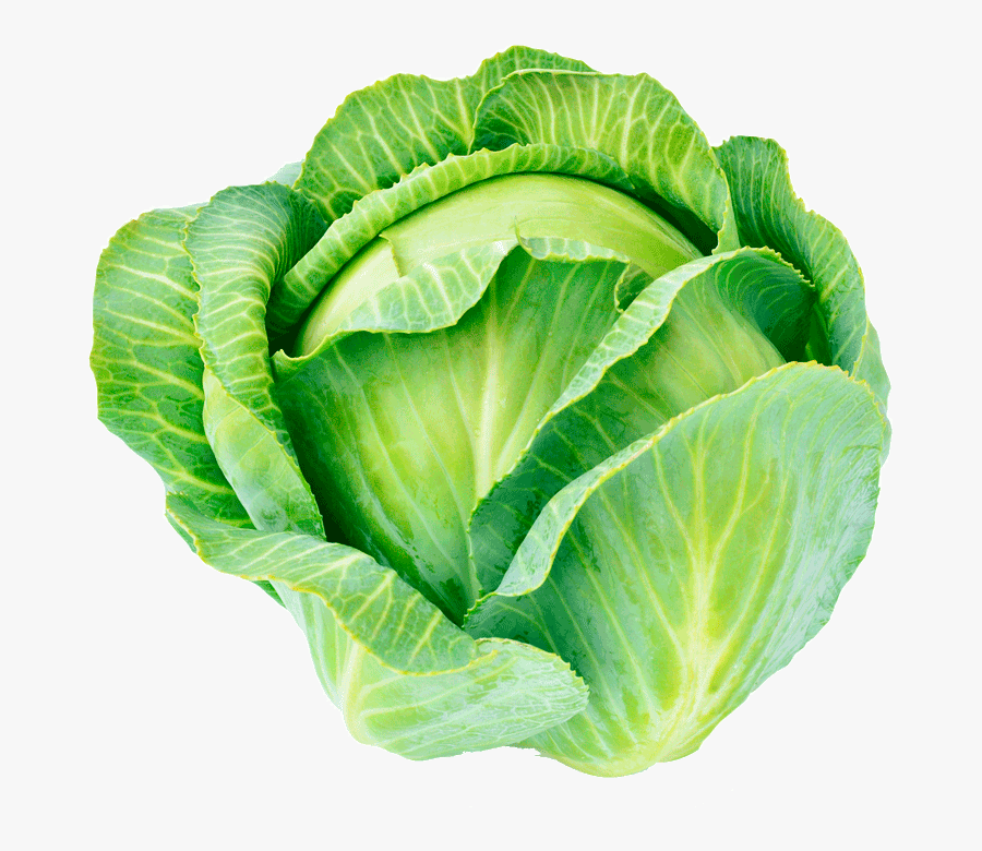 Organic Cabbage Collard Greens - Cabbage, Transparent Clipart