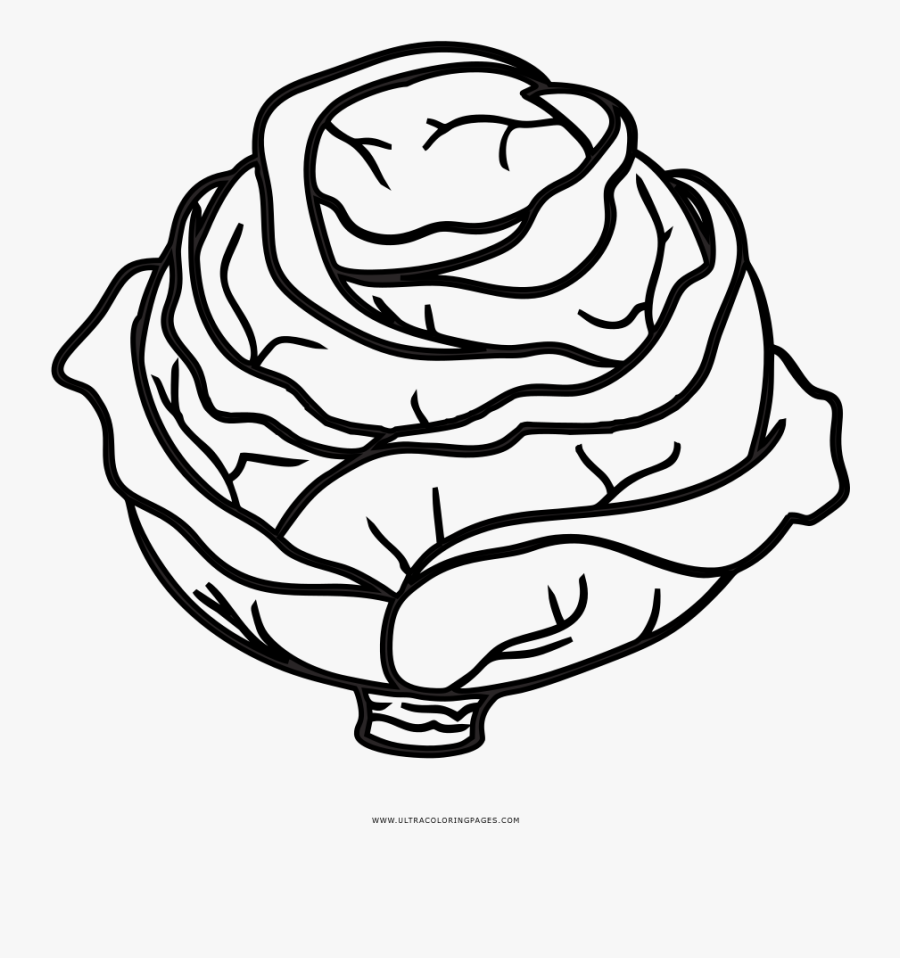 Cabbage Coloring Page - Cabbage Clipart Black And White, Transparent Clipart