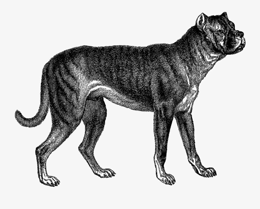 Boxer Dogs In The 1800s, Transparent Clipart